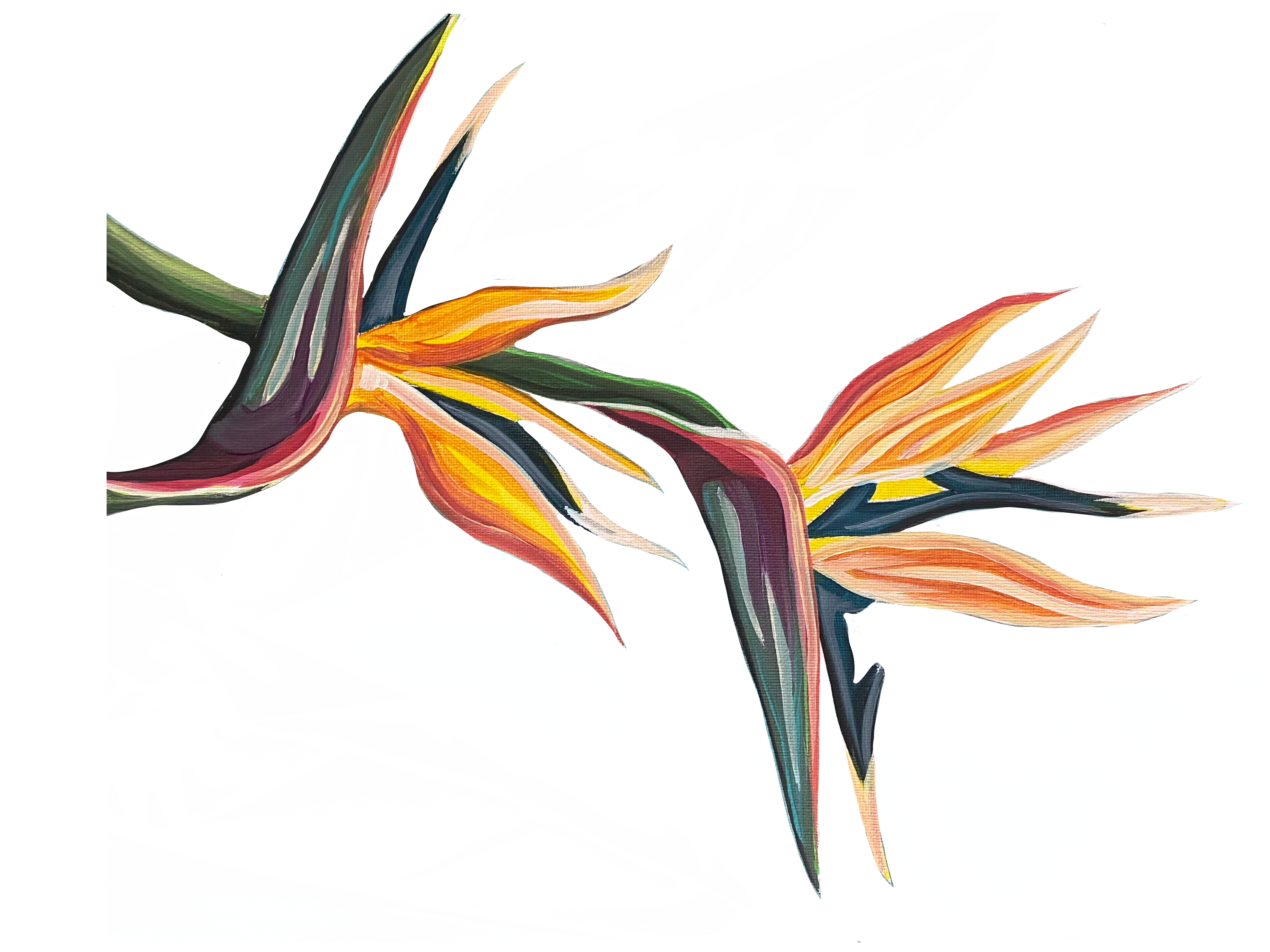 Bird of Paradise