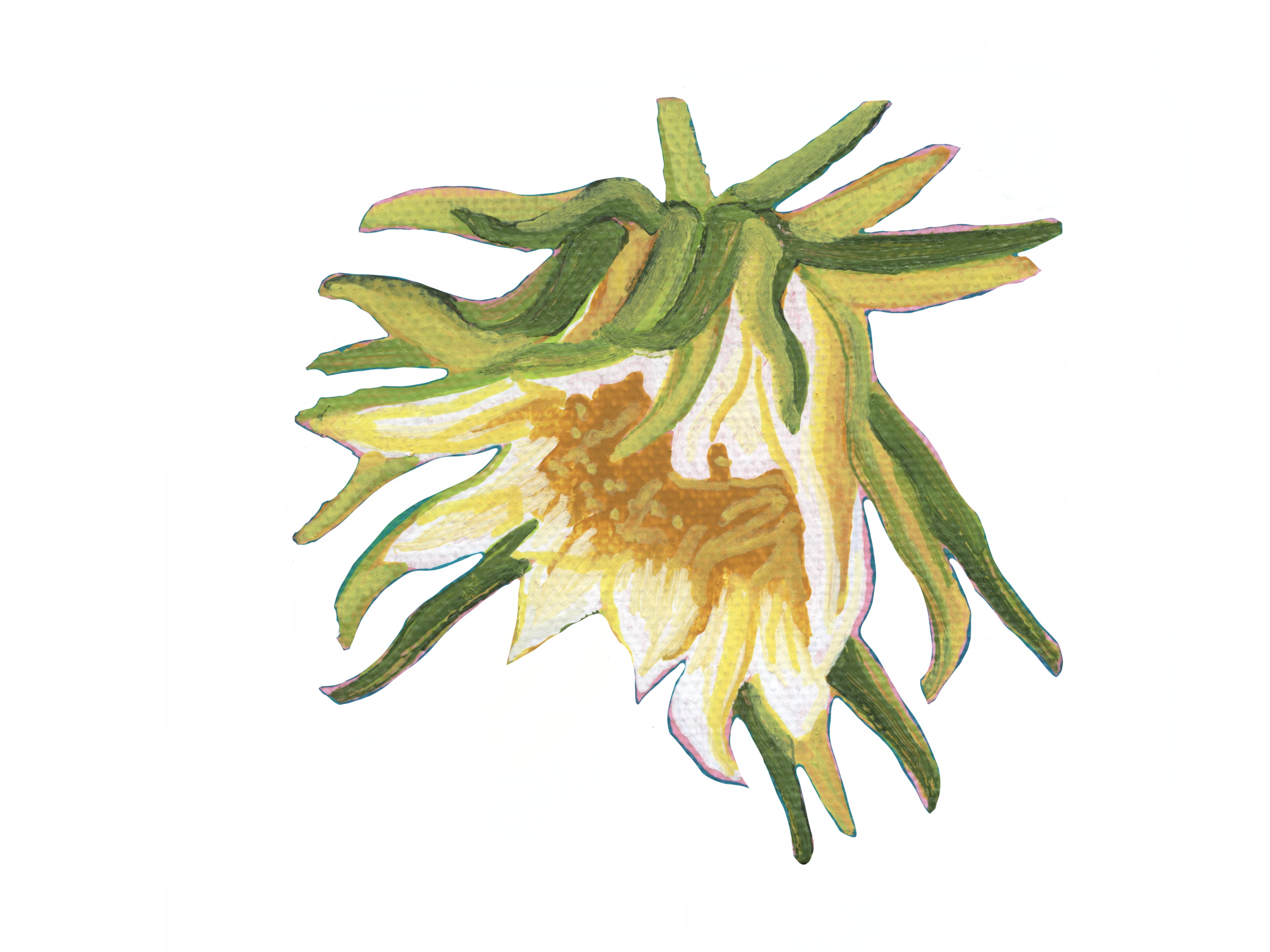 Dragonfruit Flower